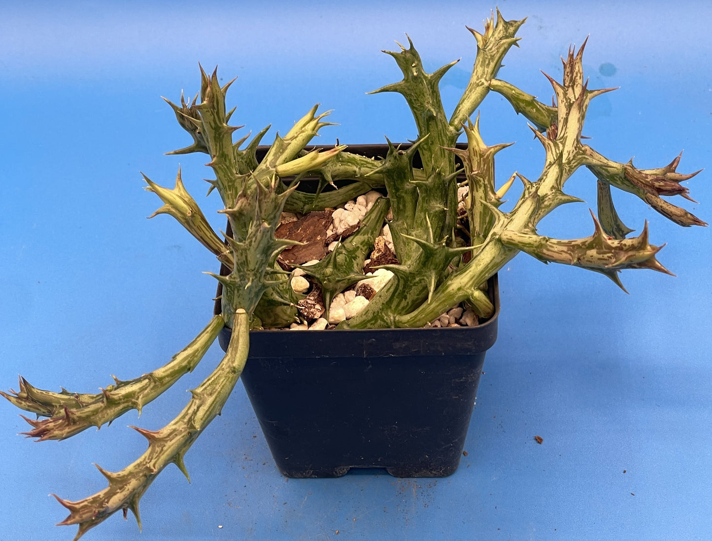 Orbea Dummeri 3.5 Inch Pot - Larger Blooming Size! WELL ROOTED Ready For Hanging Basket!