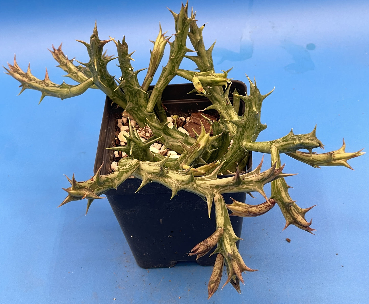 Orbea Dummeri 3.5 Inch Pot - Larger Blooming Size! WELL ROOTED Ready For Hanging Basket!