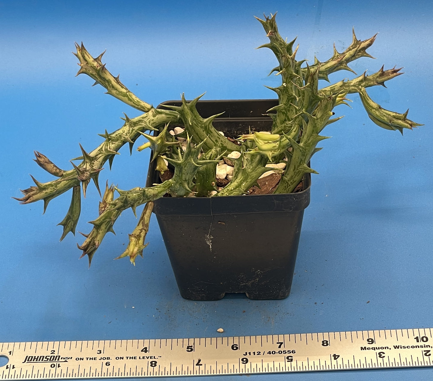 Orbea Dummeri 3.5 Inch Pot - Larger Blooming Size! WELL ROOTED Ready For Hanging Basket!
