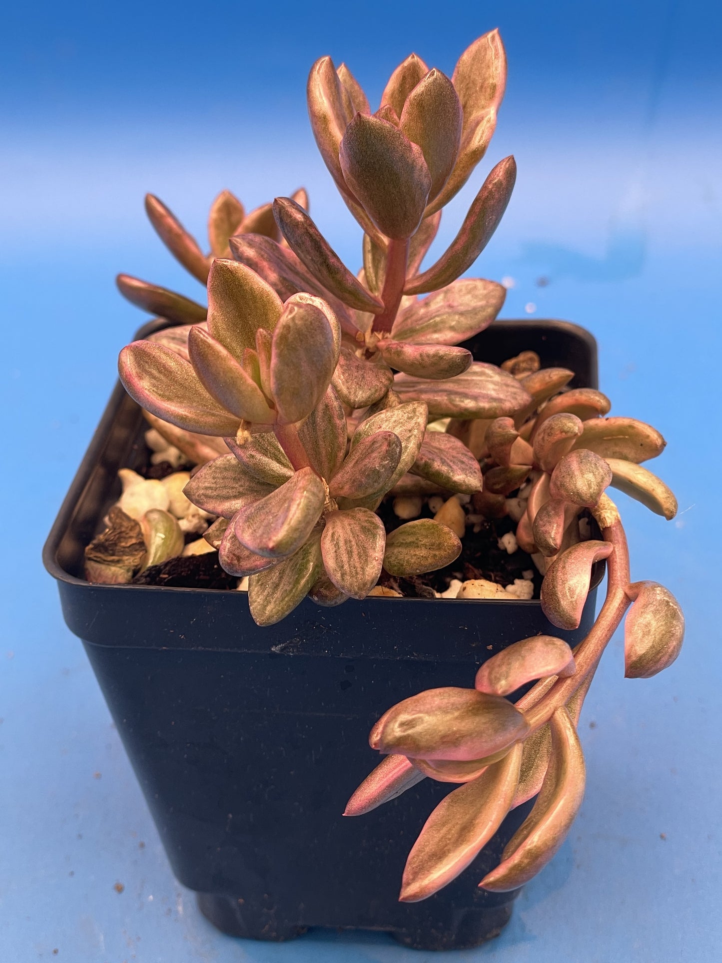Lenopetalum 'Chocolate and Strawberries' Variegated - Ships in 3.5” pot