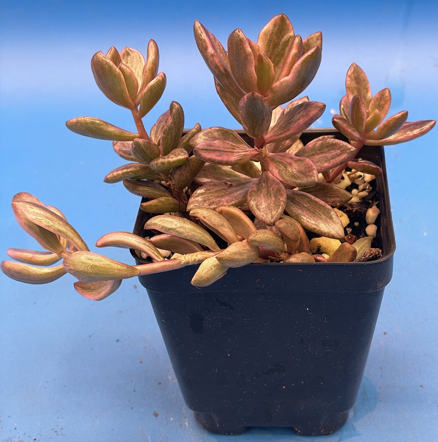 Lenopetalum 'Chocolate and Strawberries' Variegated - Ships in 3.5” pot