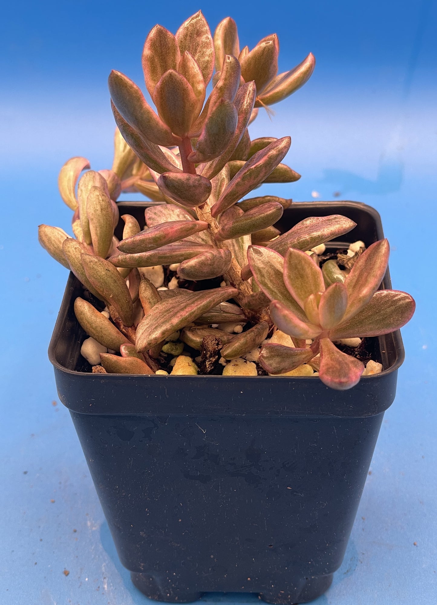 Lenopetalum 'Chocolate and Strawberries' Variegated - Ships in 3.5” pot