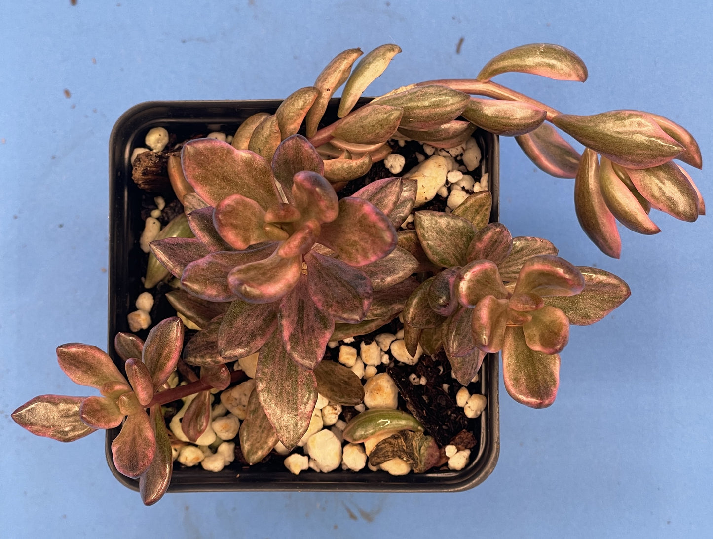 Lenopetalum 'Chocolate and Strawberries' Variegated - Ships in 3.5” pot