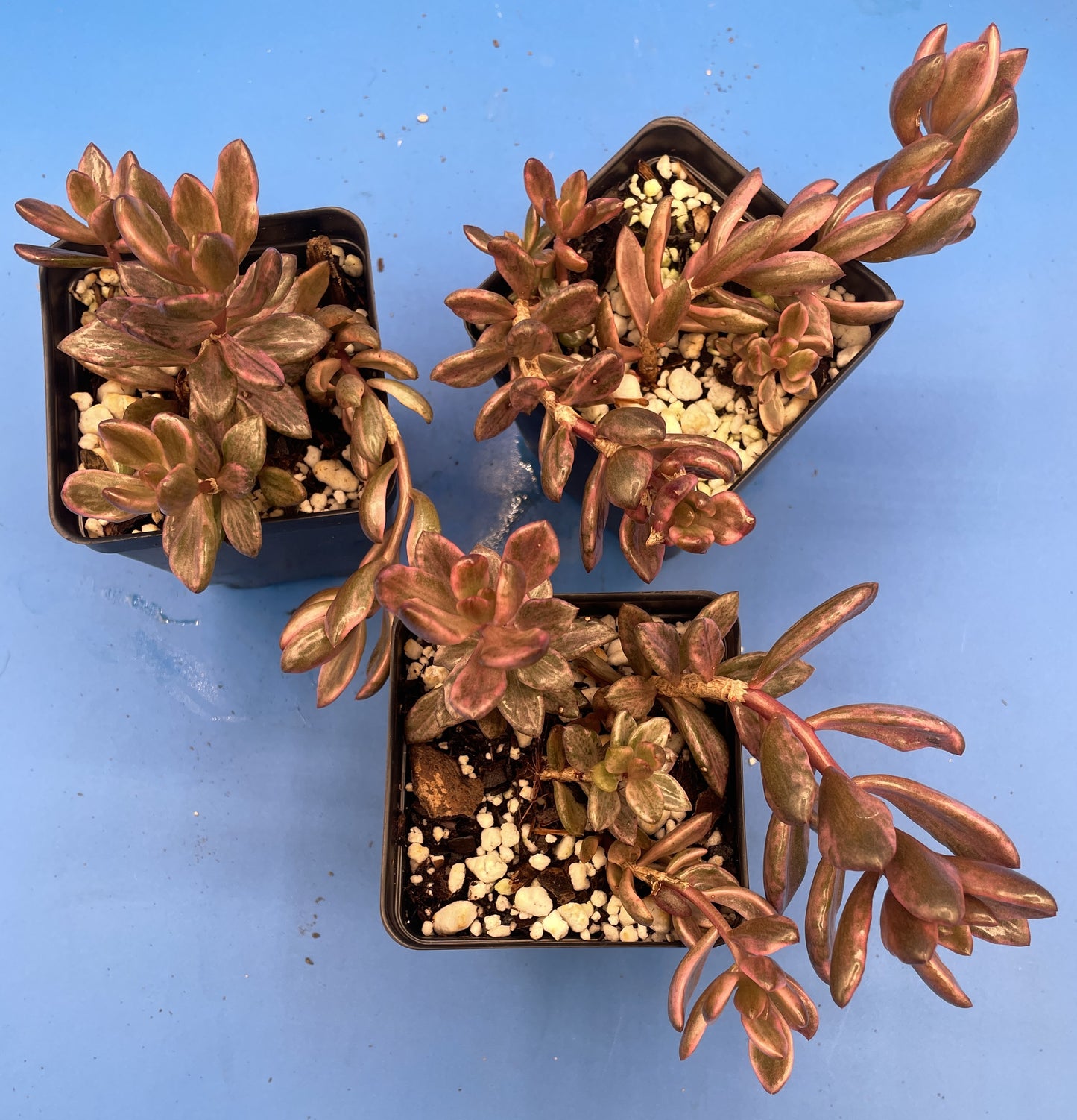 Lenopetalum 'Chocolate and Strawberries' Variegated - Ships in 3.5” pot