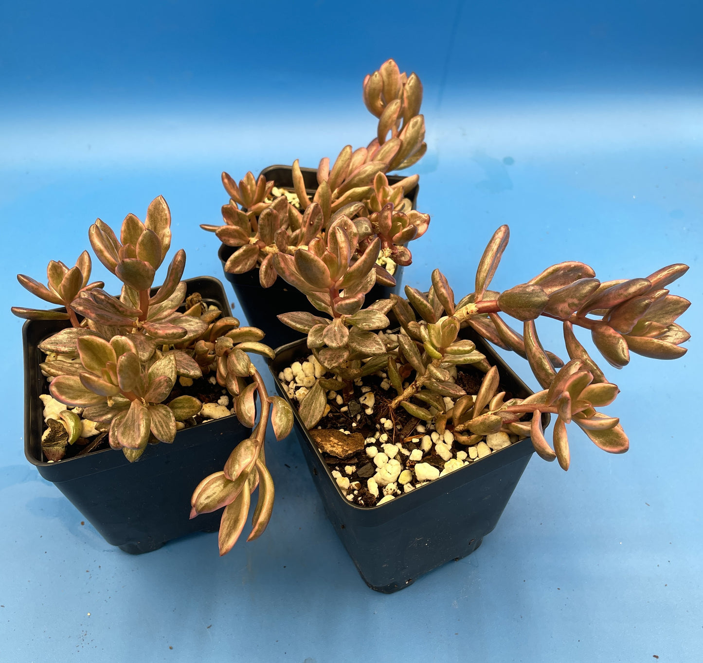 Lenopetalum 'Chocolate and Strawberries' Variegated - Ships in 3.5” pot