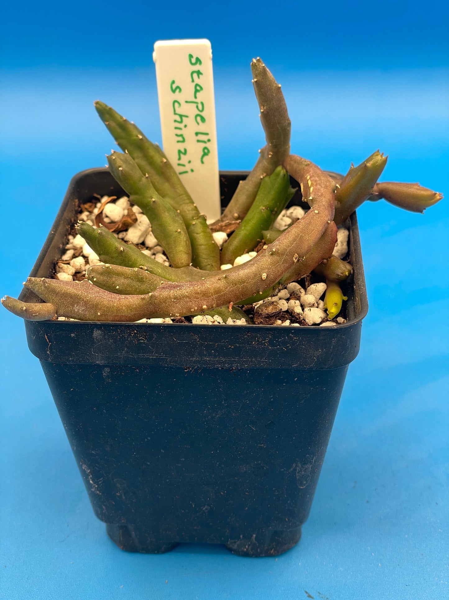 Stapelia Schinzii var. Angolensis 3.5 Inch Potted Plant WELL ROOTED