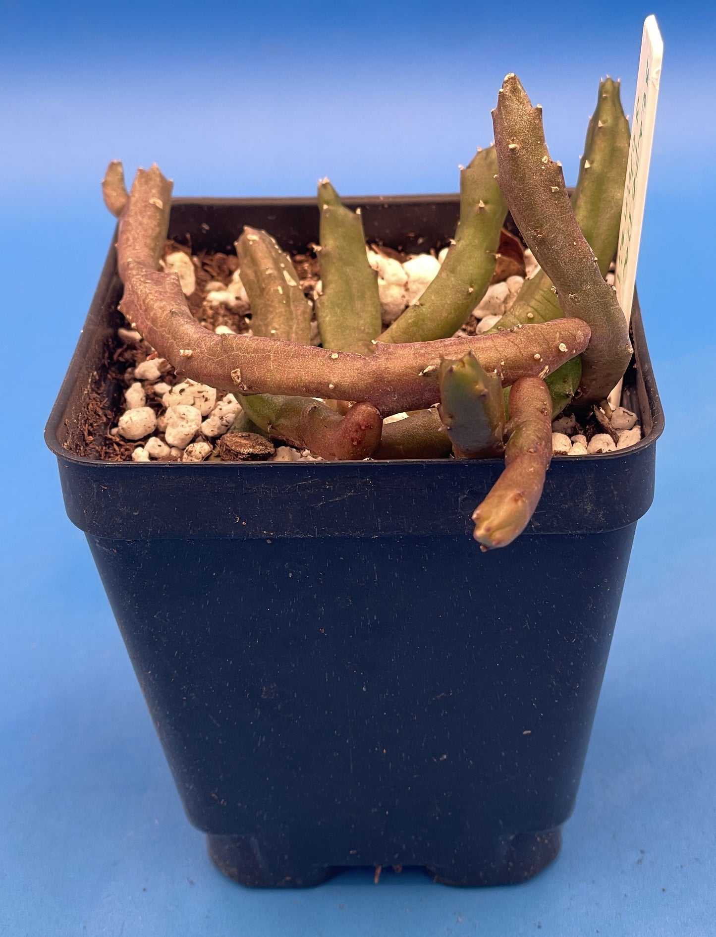 Stapelia Schinzii var. Angolensis 3.5 Inch Potted Plant WELL ROOTED