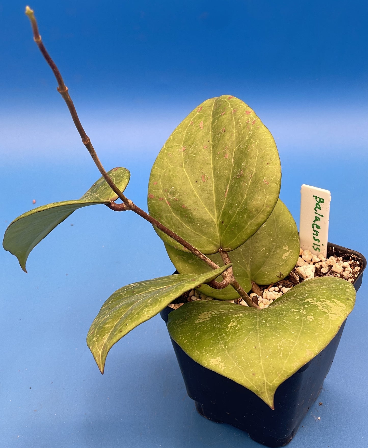 Hoya Balaensis Fully Rooted - Rare Hoyas - Grown In 3.5" pot - No Shipping To California Or Arizona!