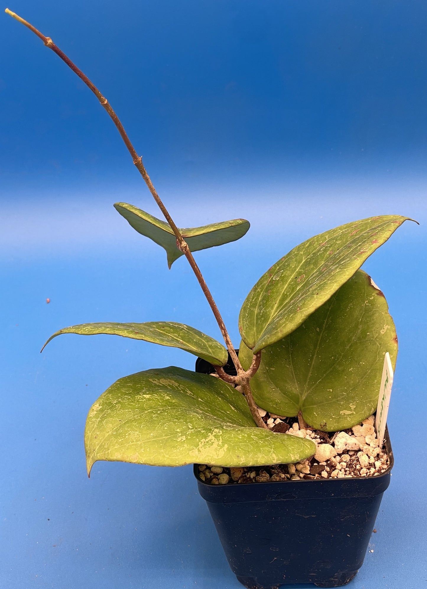 Hoya Balaensis Fully Rooted - Rare Hoyas - Grown In 3.5" pot - No Shipping To California Or Arizona!