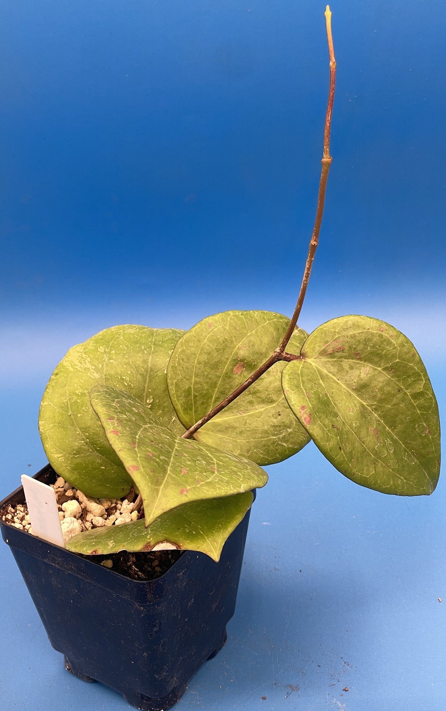 Hoya Balaensis Fully Rooted - Rare Hoyas - Grown In 3.5" pot - No Shipping To California Or Arizona!