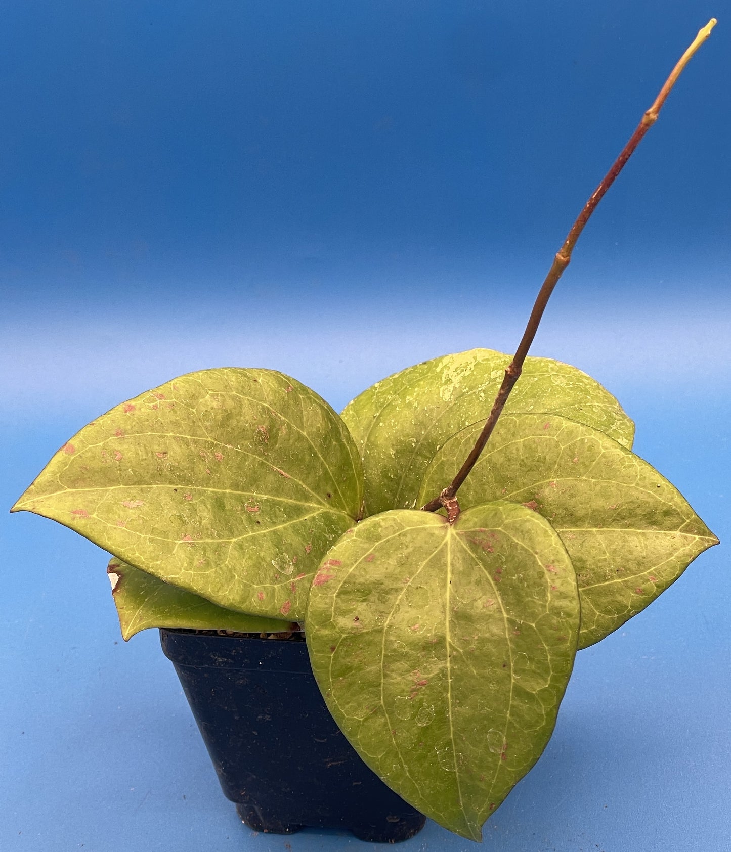 Hoya Balaensis Fully Rooted - Rare Hoyas - Grown In 3.5" pot - No Shipping To California Or Arizona!