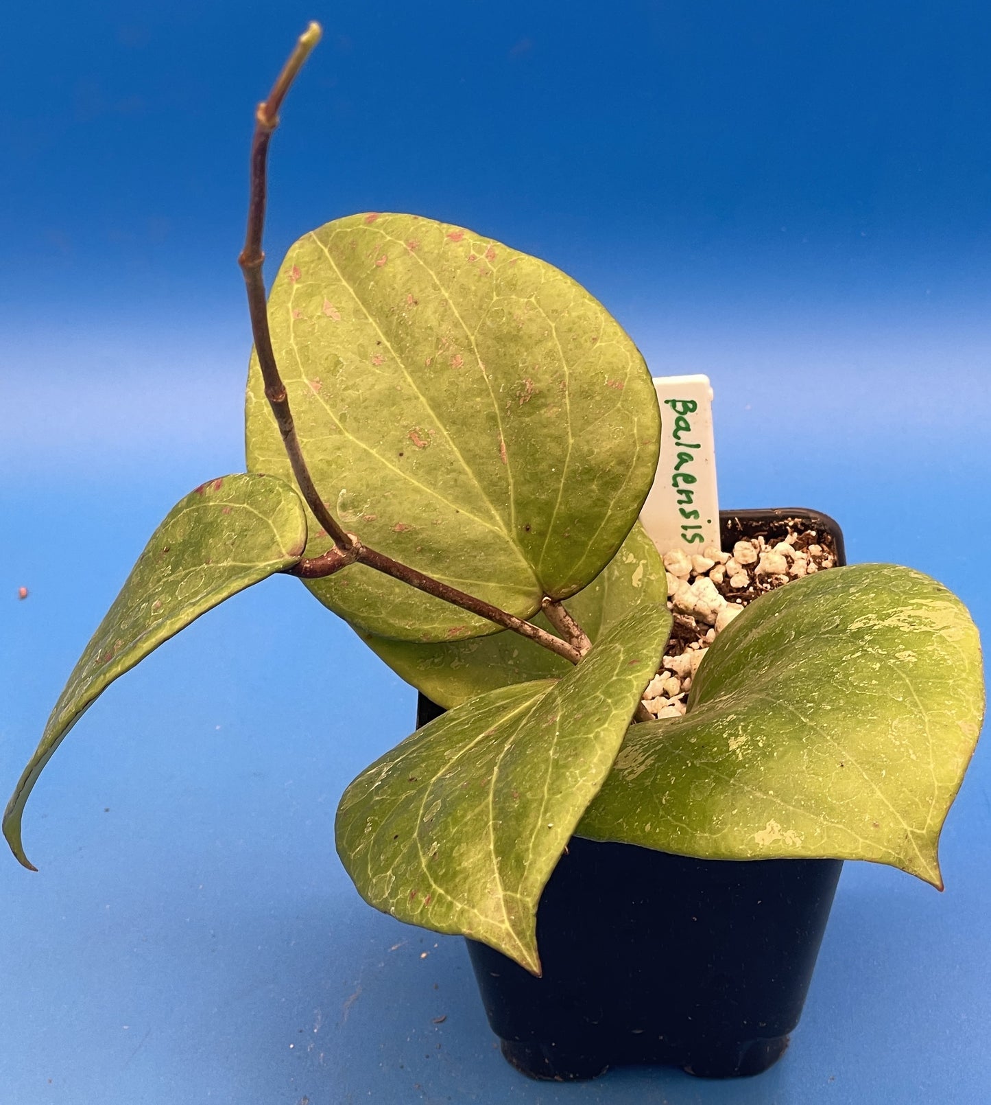Hoya Balaensis Fully Rooted - Rare Hoyas - Grown In 3.5" pot - No Shipping To California Or Arizona!