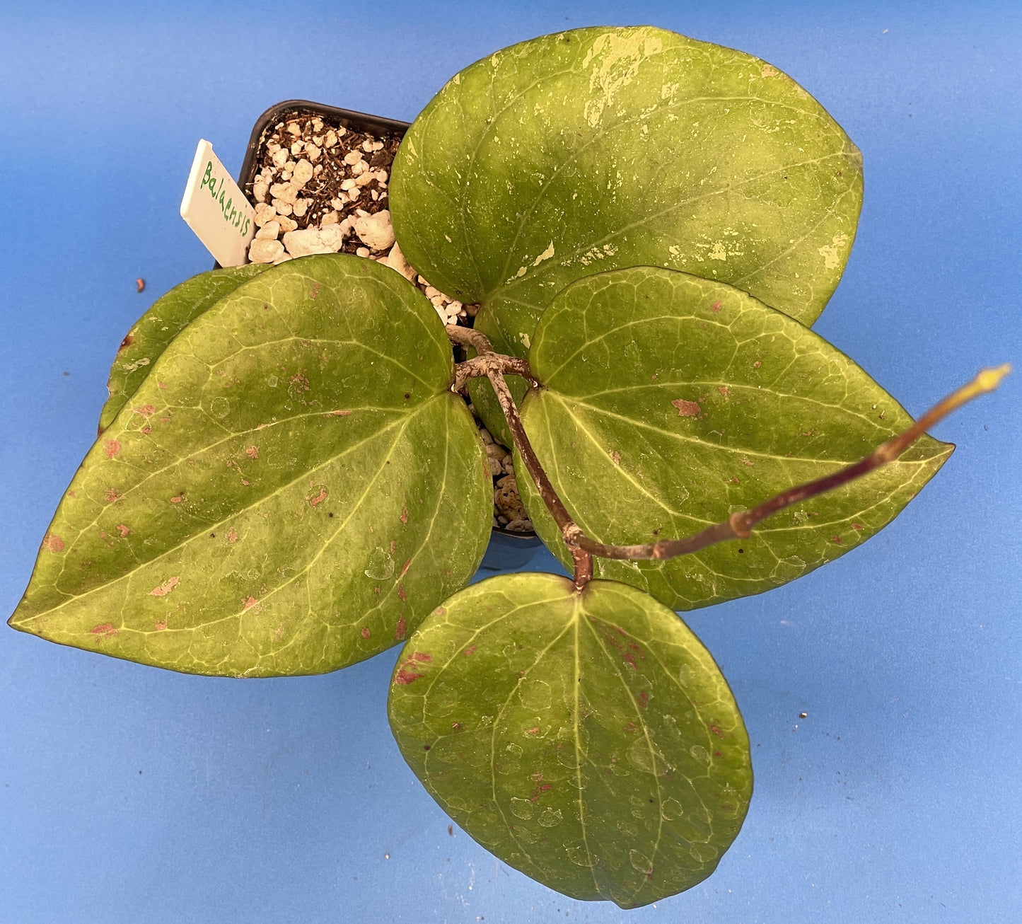 Hoya Balaensis Fully Rooted - Rare Hoyas - Grown In 3.5" pot - No Shipping To California Or Arizona!