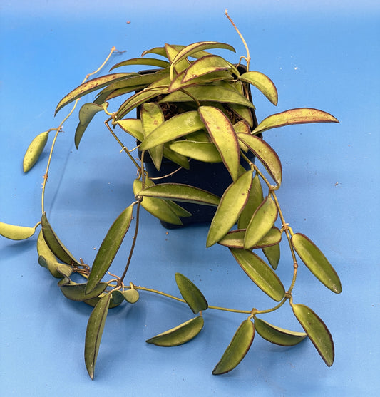 Hoya Wayetii Fully Rooted Grown In 3.5" pot - Wax Plant - No Shipping To California Or Arizona!