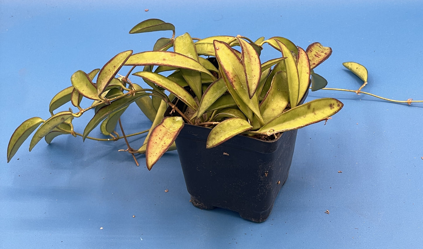 Hoya Wayetii Fully Rooted Grown In 3.5" pot - Wax Plant - No Shipping To California Or Arizona!