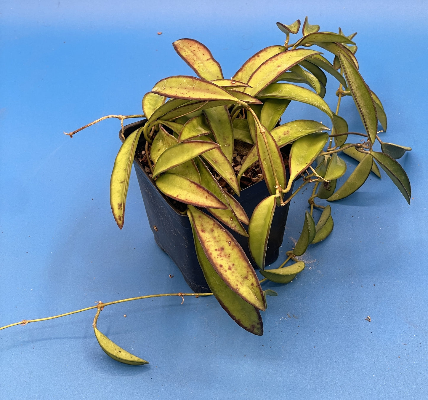 Hoya Wayetii Fully Rooted Grown In 3.5" pot - Wax Plant - No Shipping To California Or Arizona!
