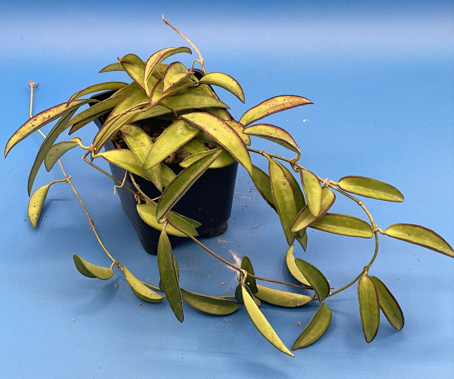 Hoya Wayetii Fully Rooted Grown In 3.5" pot - Wax Plant - No Shipping To California Or Arizona!