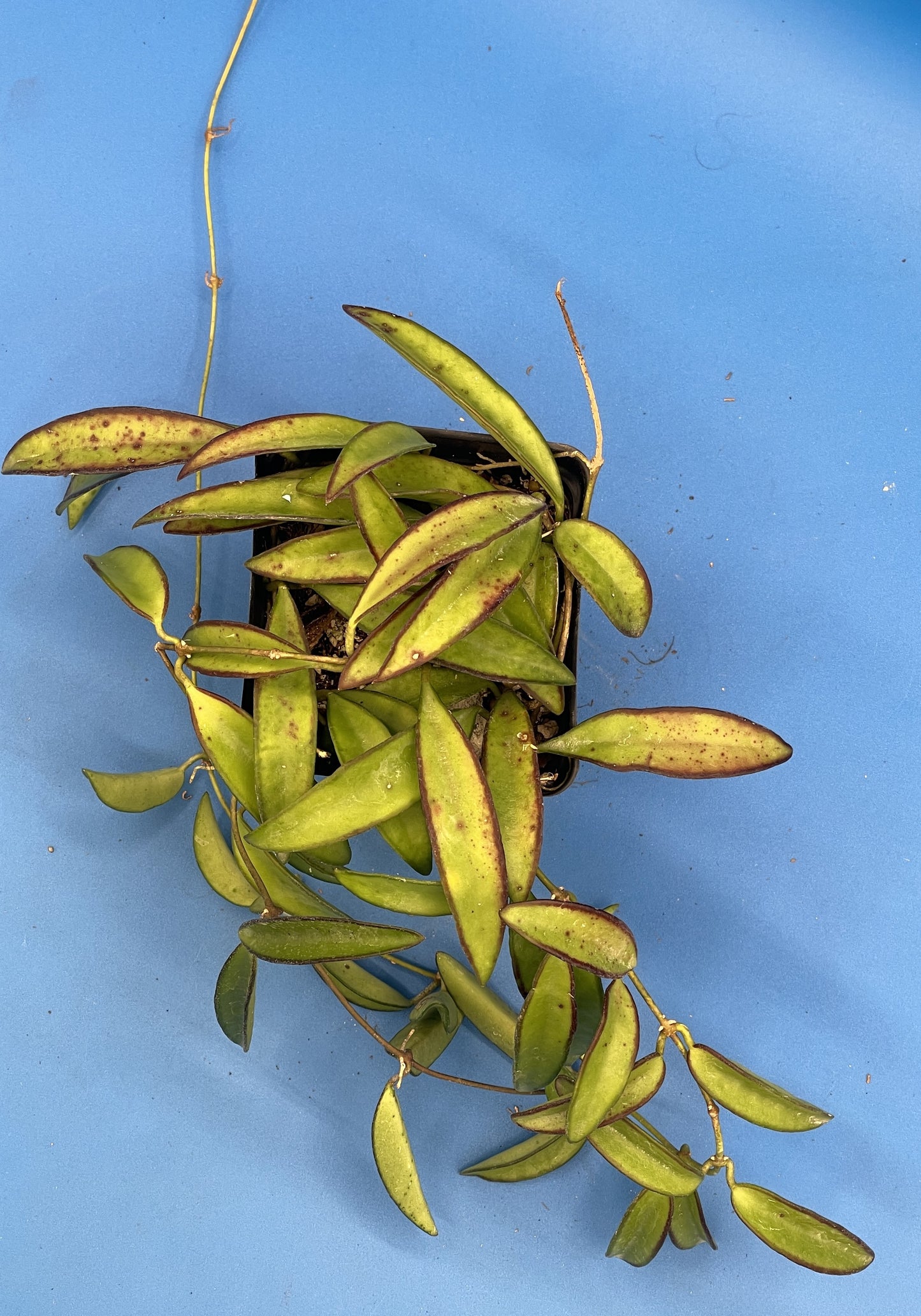 Hoya Wayetii Fully Rooted Grown In 3.5" pot - Wax Plant - No Shipping To California Or Arizona!