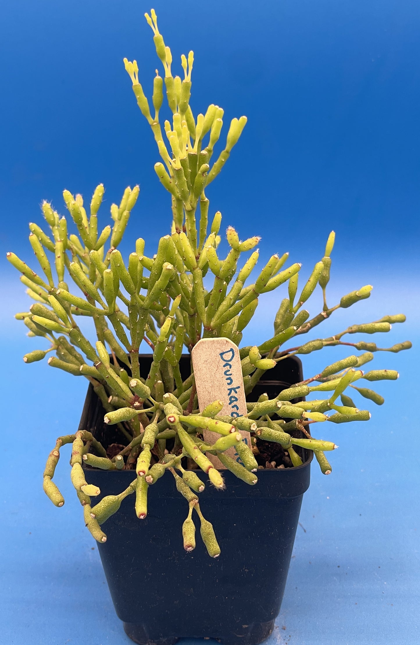 Hatiora Salicornioides Cactus Ready For Hanging Basket - Ships In 3.5" Pot , Well-Rooted! Cannot Ship To California/Arizona