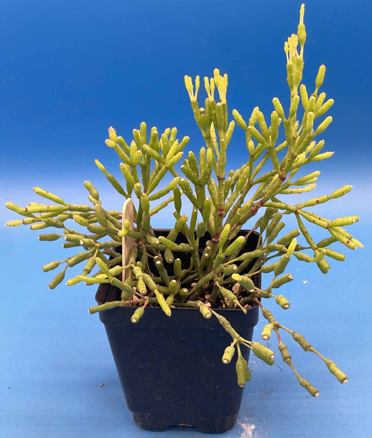 Hatiora Salicornioides Cactus Ready For Hanging Basket - Ships In 3.5" Pot , Well-Rooted! Cannot Ship To California/Arizona