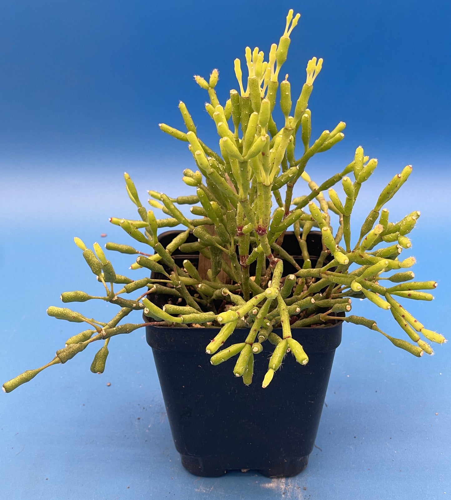 Hatiora Salicornioides Cactus Ready For Hanging Basket - Ships In 3.5" Pot , Well-Rooted! Cannot Ship To California/Arizona