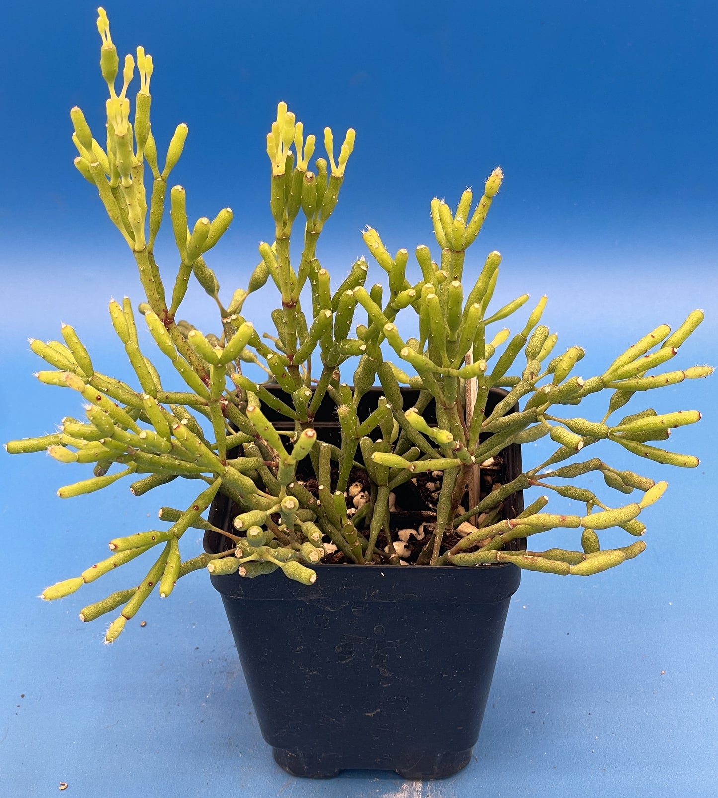 Hatiora Salicornioides Cactus Ready For Hanging Basket - Ships In 3.5" Pot , Well-Rooted! Cannot Ship To California/Arizona