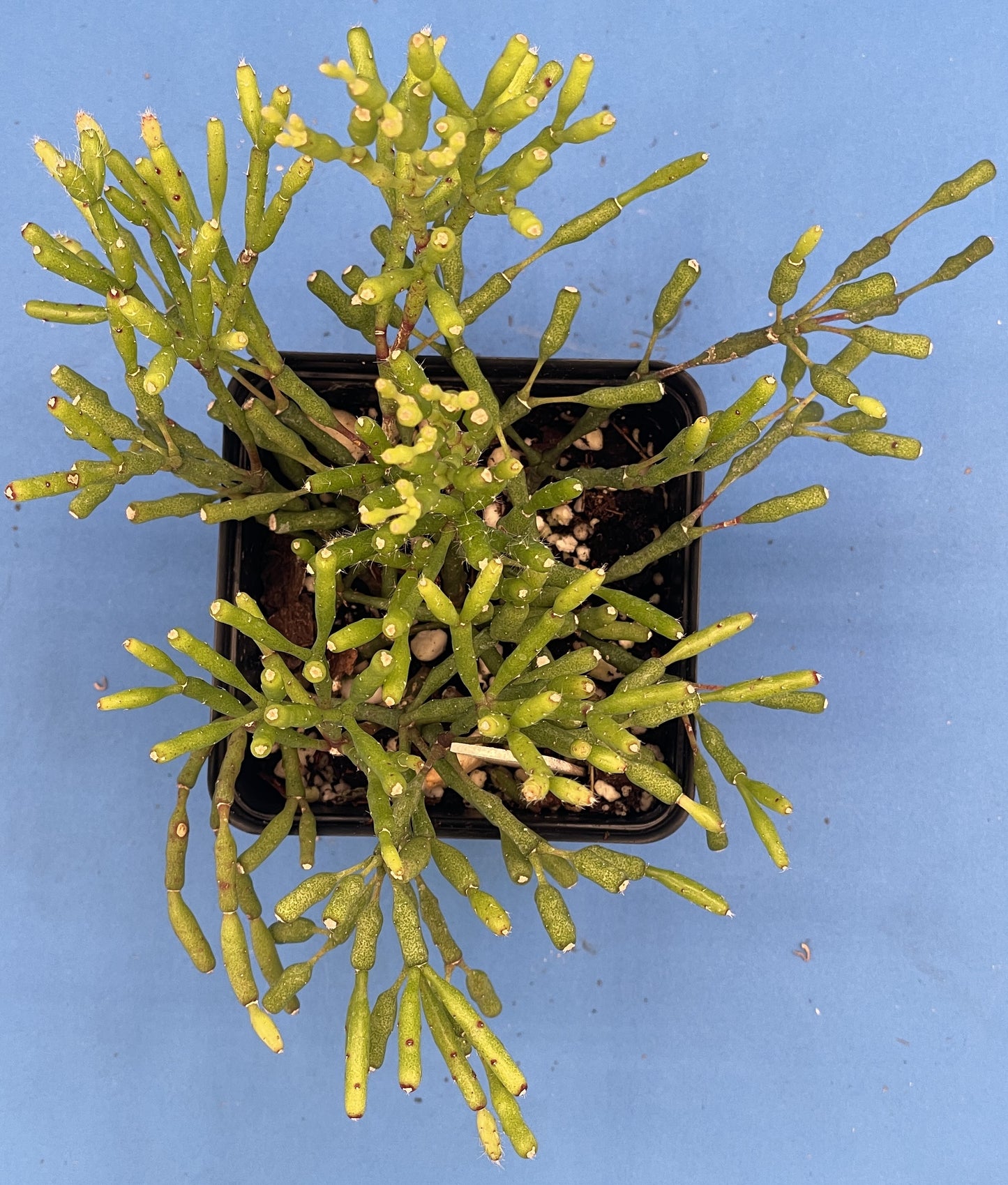 Hatiora Salicornioides Cactus Ready For Hanging Basket - Ships In 3.5" Pot , Well-Rooted! Cannot Ship To California/Arizona