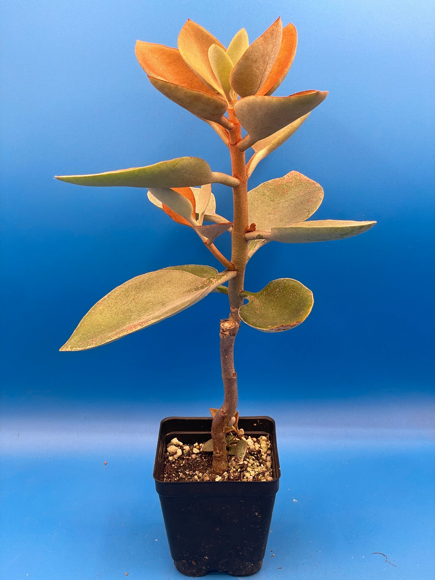 Kalanchoe Copper Spoons - Kalanchoe Orgyalis - Ships in 3.5 Inch Pot - No Shipping To California Or Arizona!