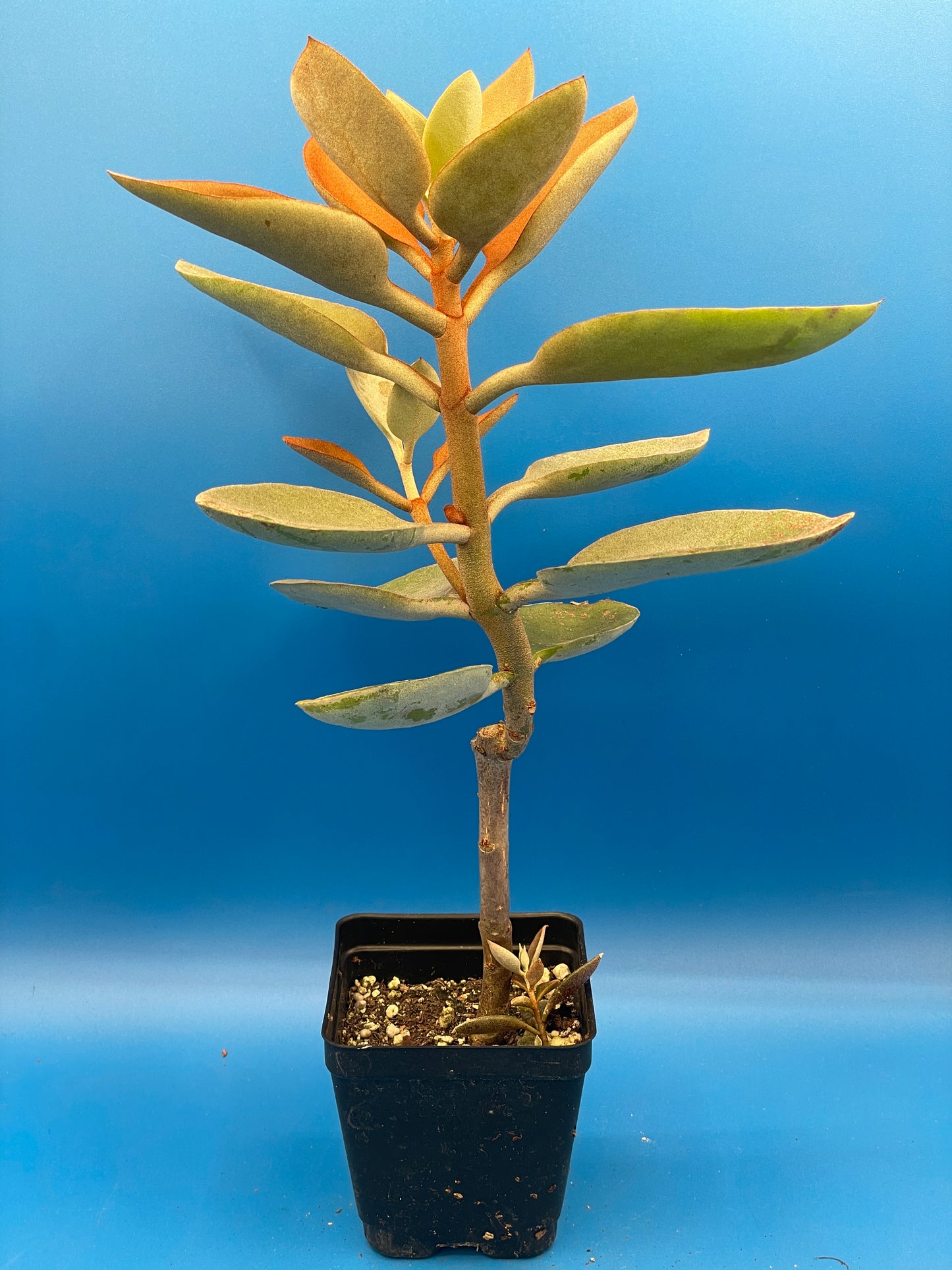 Kalanchoe Copper Spoons - Kalanchoe Orgyalis - Ships in 3.5 Inch Pot - No Shipping To California Or Arizona!