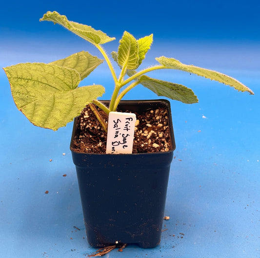 Sage, Fruit Live 3" Starter Plant - Salvia Dorisiana - Rare! Read Description! Amazing Fruity Fragrance! No Shipping To California Or Arizona!
