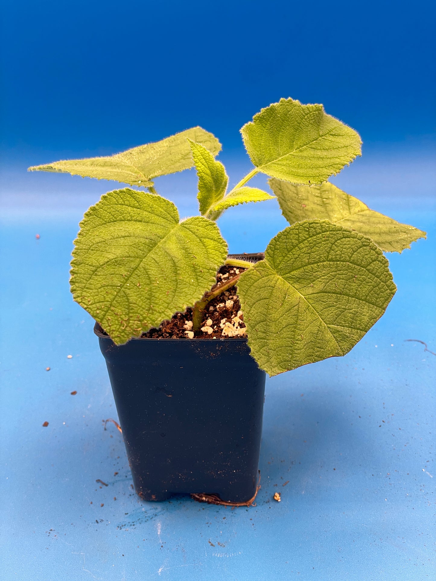 Sage, Fruit Live 3" Starter Plant - Salvia Dorisiana - Rare! Read Description! Amazing Fruity Fragrance! No Shipping To California Or Arizona!