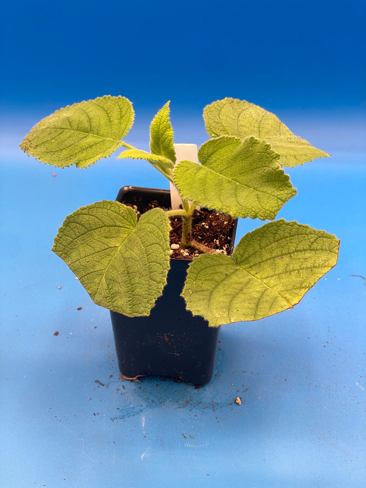 Sage, Fruit Live 3" Starter Plant - Salvia Dorisiana - Rare! Read Description! Amazing Fruity Fragrance! No Shipping To California Or Arizona!