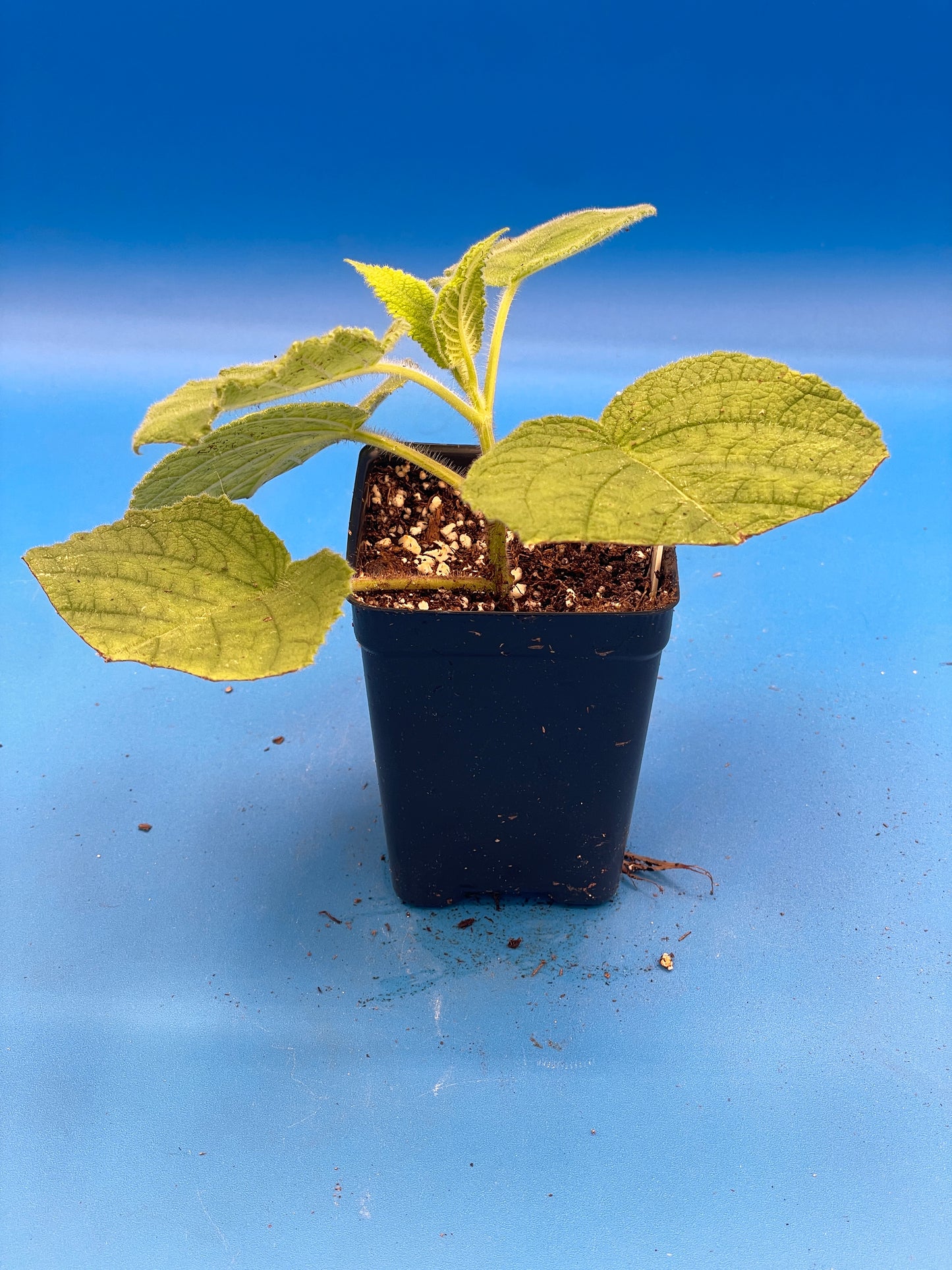 Sage, Fruit Live 3" Starter Plant - Salvia Dorisiana - Rare! Read Description! Amazing Fruity Fragrance! No Shipping To California Or Arizona!