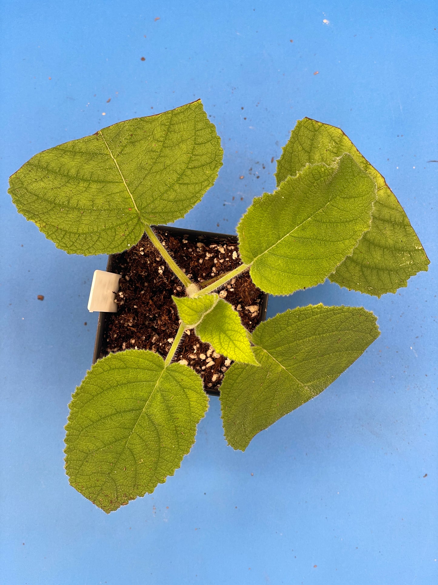 Sage, Fruit Live 3" Starter Plant - Salvia Dorisiana - Rare! Read Description! Amazing Fruity Fragrance! No Shipping To California Or Arizona!