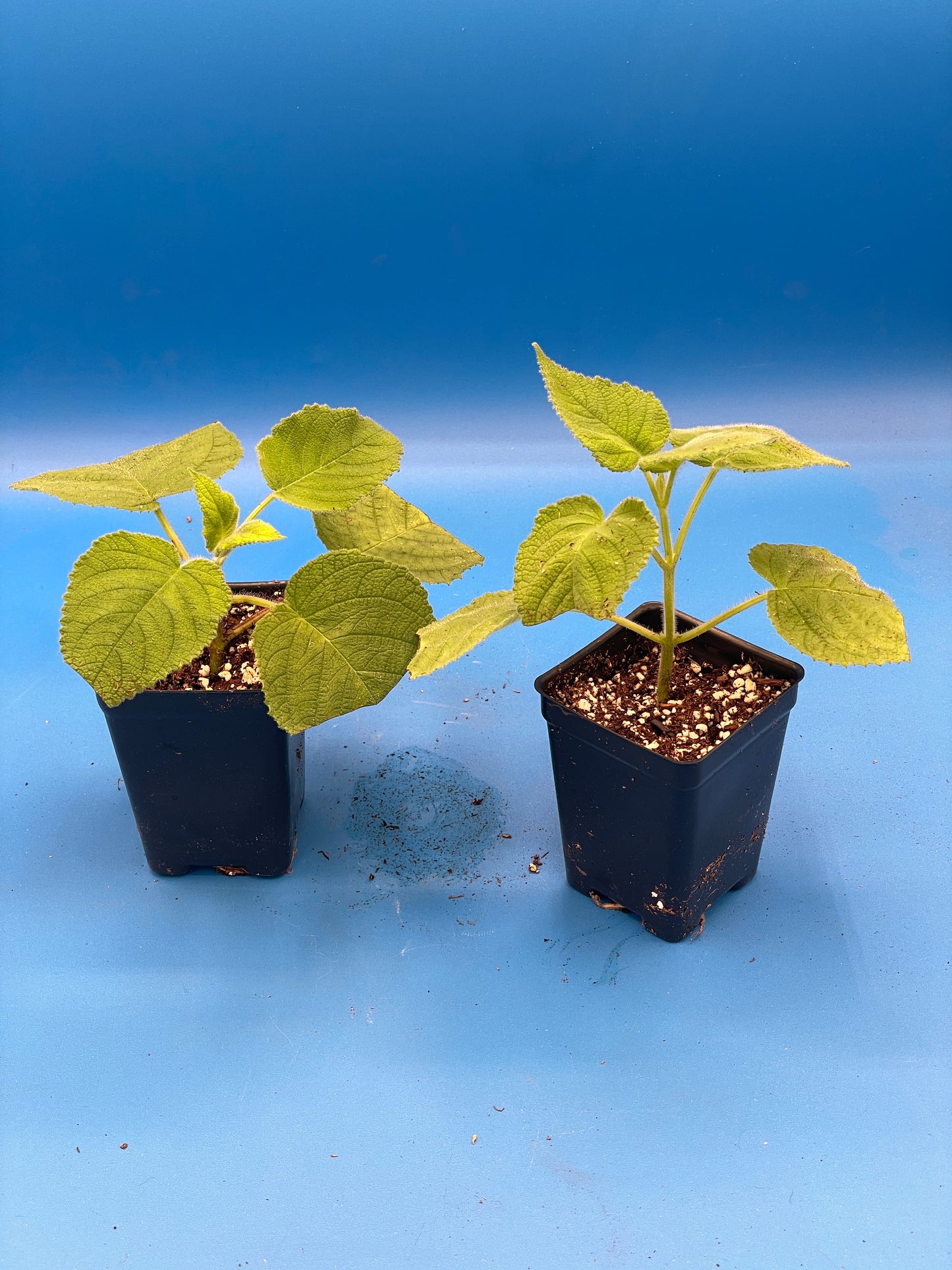 Sage, Fruit Live 3" Starter Plant - Salvia Dorisiana - Rare! Read Description! Amazing Fruity Fragrance! No Shipping To California Or Arizona!