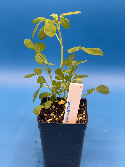 Fenugreek Starter Plant - Trigonella foenum-graecum - Ships In 3" pots - No Shipping To California Or Arizona!