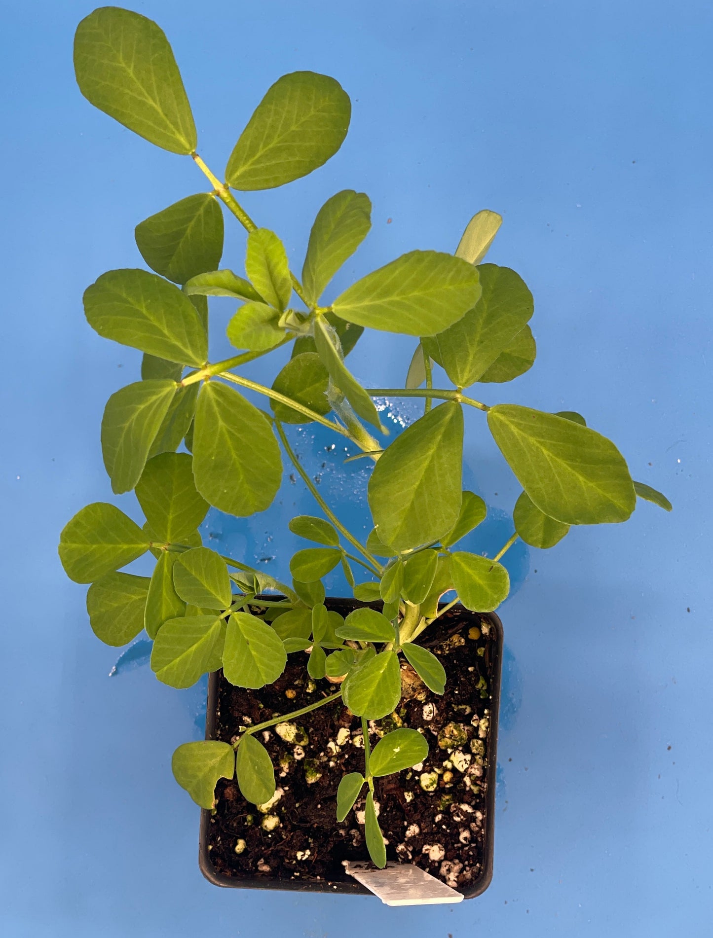 Fenugreek Starter Plant - Trigonella foenum-graecum - Ships In 3" pots - No Shipping To California Or Arizona!