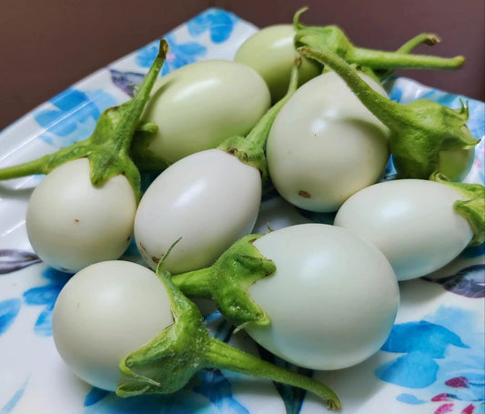Eggplant, Japanese White Egg Live Plant in 3" Starter Pot Solanum Melongena
