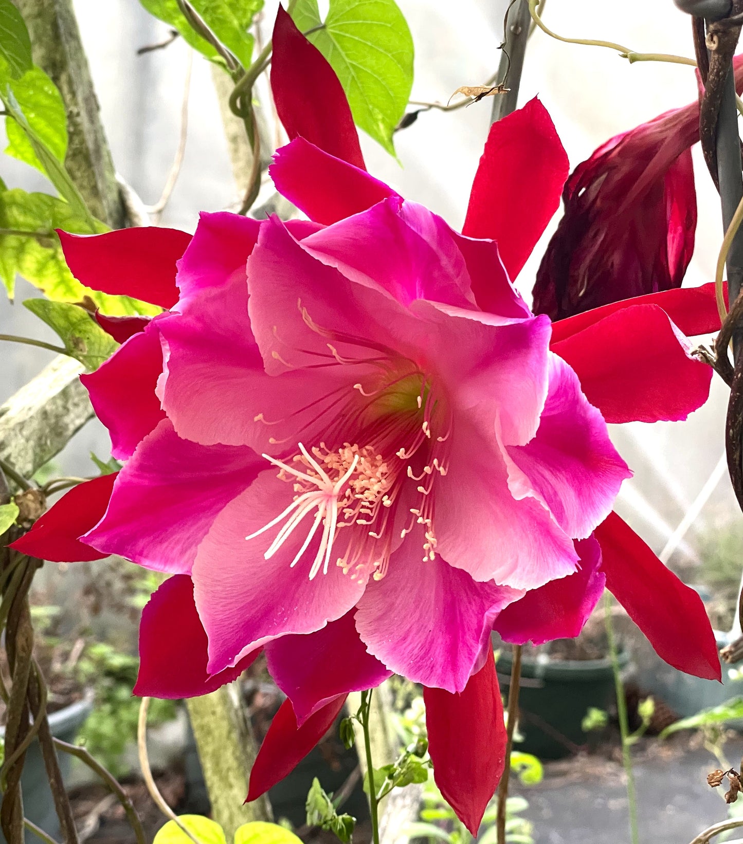 Epiphyllum Hybrid 'Jessie's Jewel' - Rooted 3" Starter Pot - Orchid Cactus