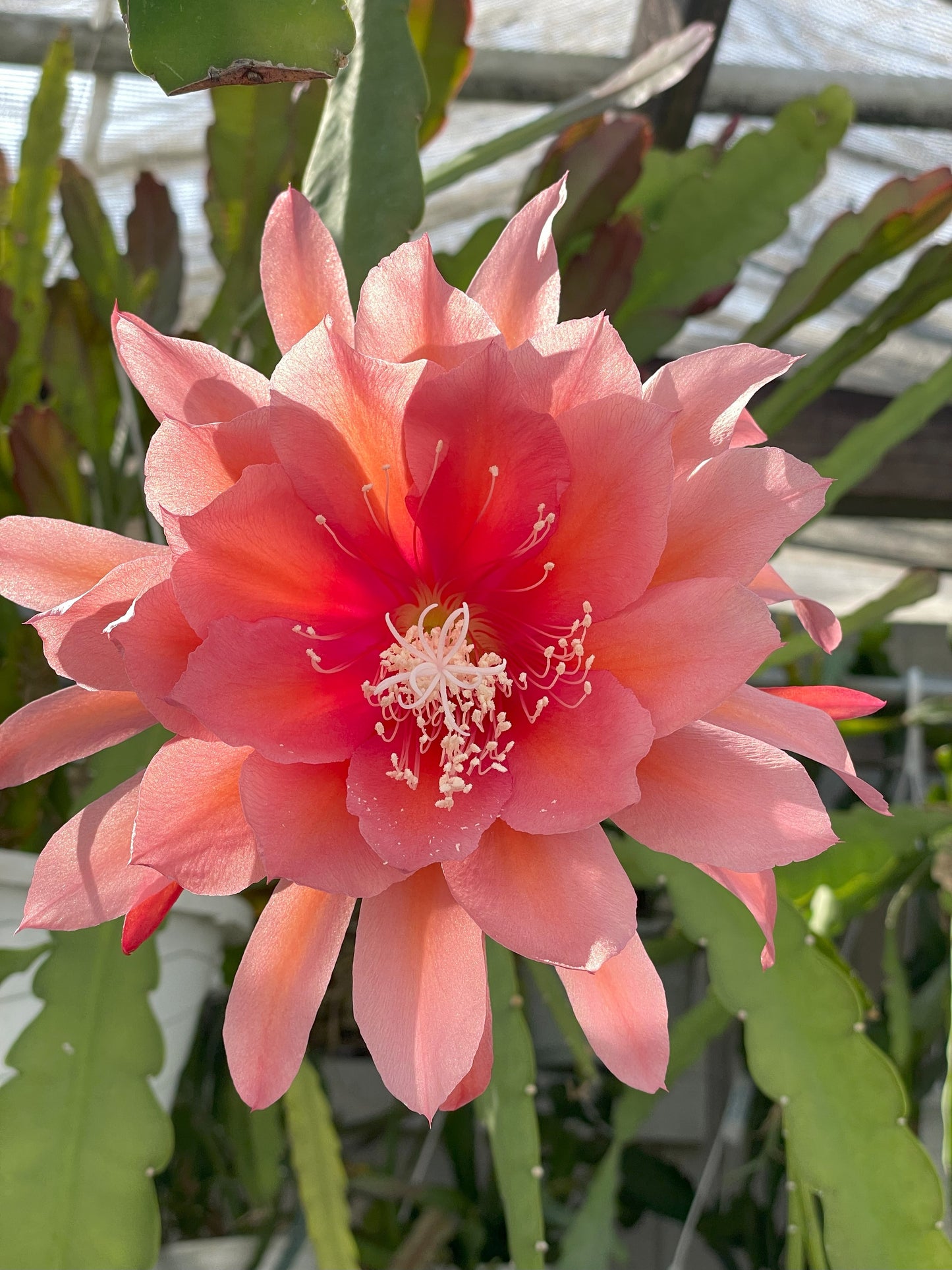 Epiphyllum 'Southern Charm' 3" Starter Pot! Fully-Rooted!