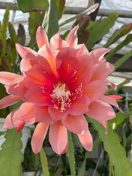 Epiphyllum 'Southern Charm' 3" Starter Pot! Fully-Rooted!