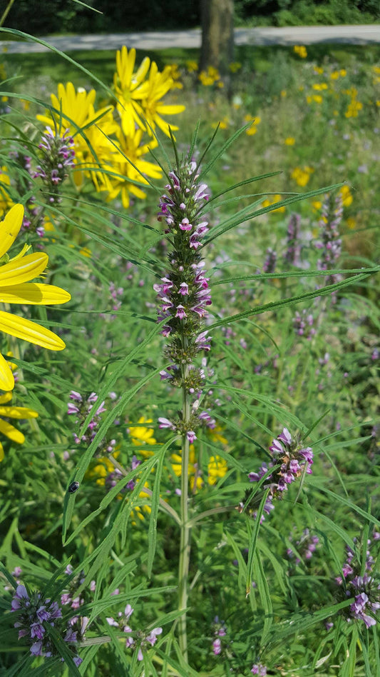 Motherwort, Chinese - 3" Starter Pot - Leonurus Artemisia - Great Pollinator Plant!