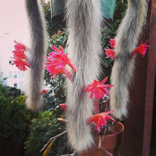 Monkeytail Cactus - In 3.5 Inch Pot  Cleistocactus Colademononis - No Shipping To California Or Arizona!