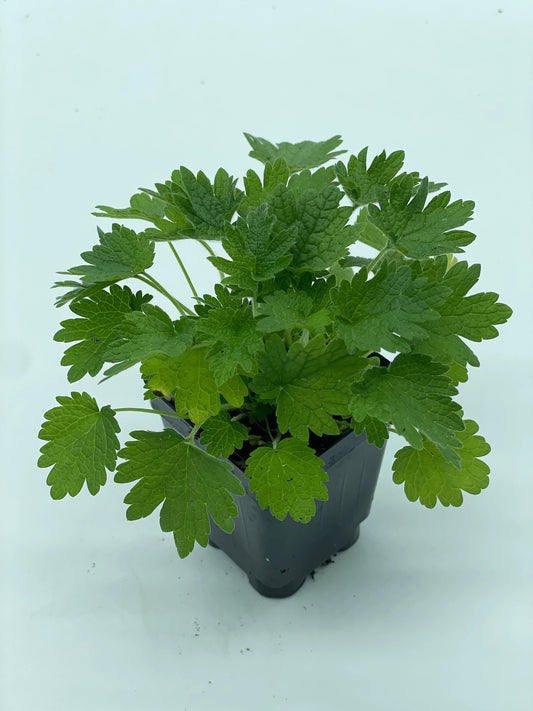 Motherwort, Common Live Starter Plant - 3" Pot - Leonurus Cardiaca - Cool Season Grower In Florida
