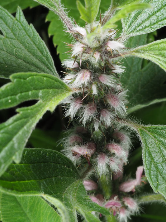 Motherwort, Common - 3" Starter Pot - Leonurus Cardiaca - Cool Season Grower In Florida