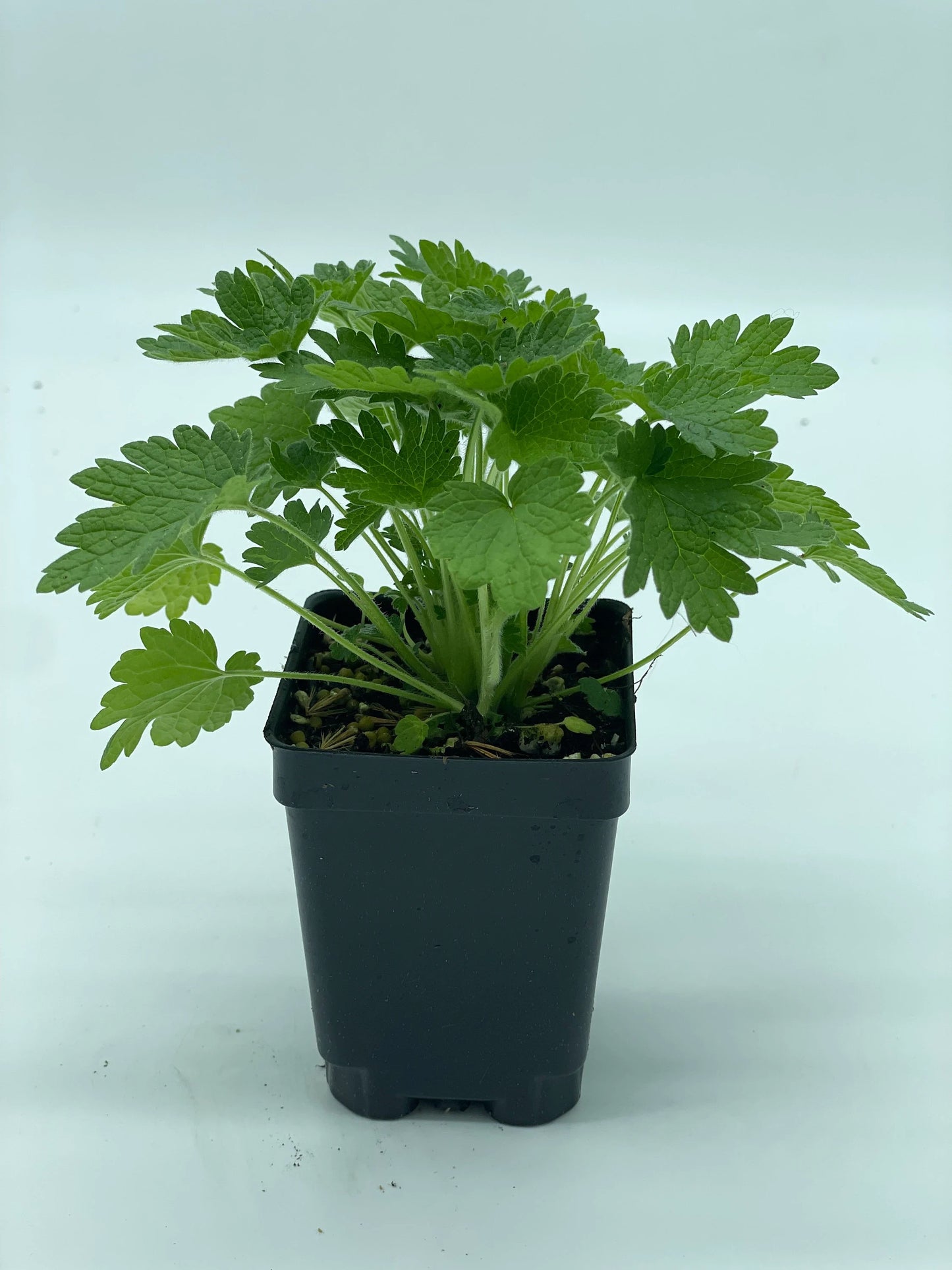Motherwort, Common Live Starter Plant - 3" Pot - Leonurus Cardiaca - Cool Season Grower In Florida