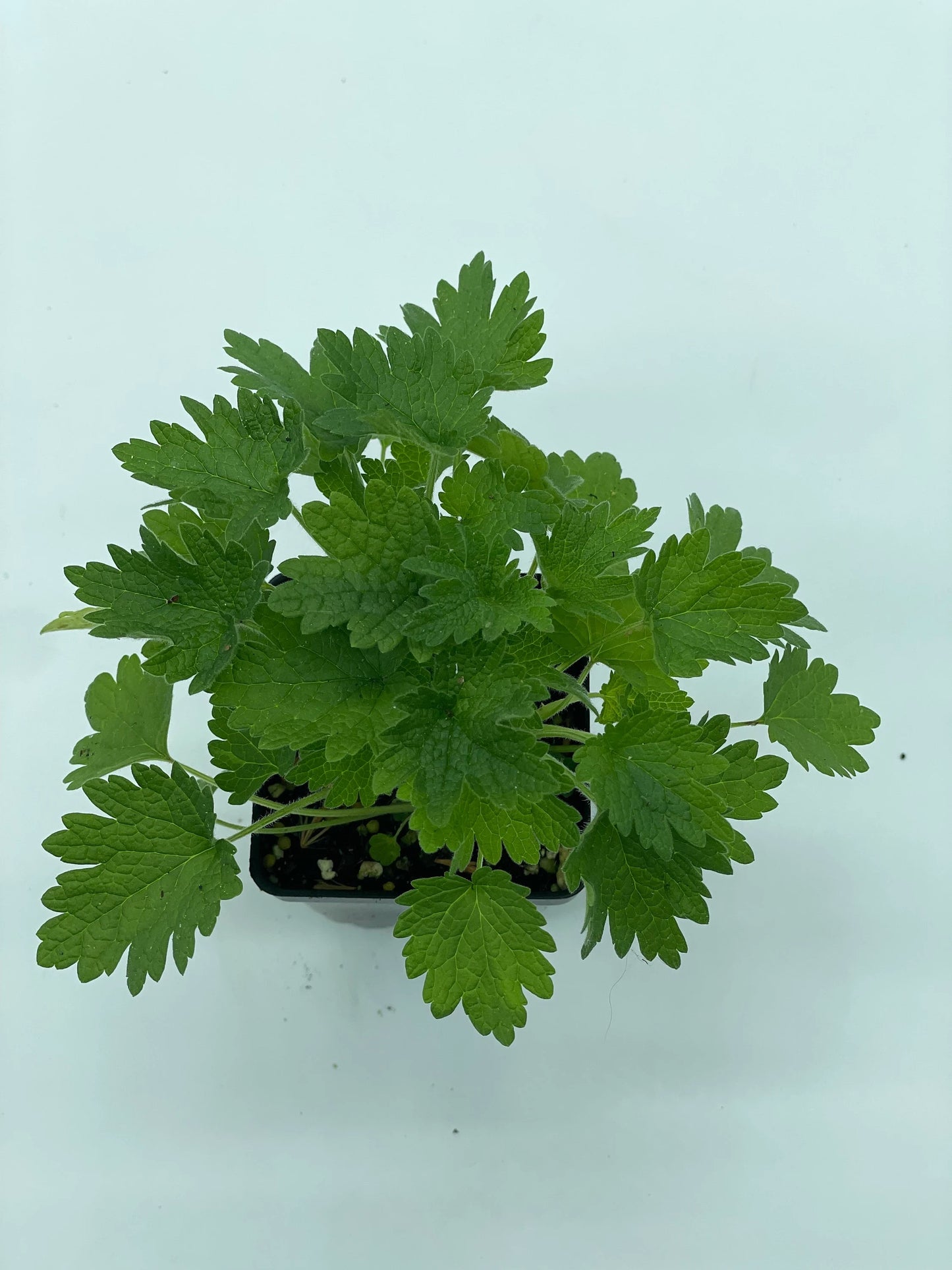Motherwort, Common Live Starter Plant - 3" Pot - Leonurus Cardiaca - Cool Season Grower In Florida