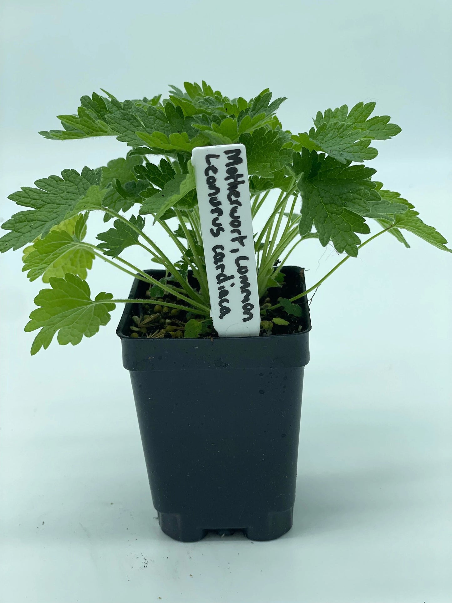 Motherwort, Common Live Starter Plant - 3" Pot - Leonurus Cardiaca - Cool Season Grower In Florida