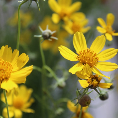 Navajo Tea Starter Plant - Thelesperma filifolium - Hopi Tea- Also Makes Yellow Dye - No Shipping To Cailifornia Or Arizona!