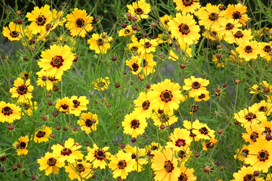 Navajo Tea Starter Plant - Thelesperma filifolium - Hopi Tea- Also Makes Yellow Dye - No Shipping To Cailifornia Or Arizona!